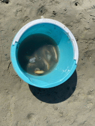 Bucket with seashells at the beach at the south side of the Grevelingendam