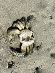 Dead crab at the beach at the south side of the Grevelingendam