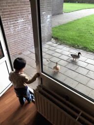 Max with ducks at the living room at the ground floor of our apartment at Holiday Park AquaDelta