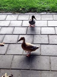 Ducks in front of our apartment at Holiday Park AquaDelta