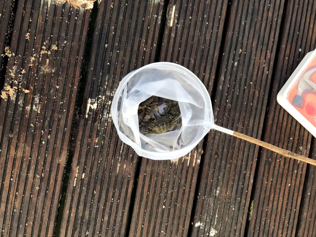 Net with crabs on a pier at the northwest side of the Grevelingendam