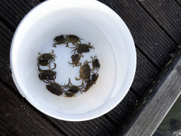 Bucket with crabs on a pier at the northwest side of the Grevelingendam