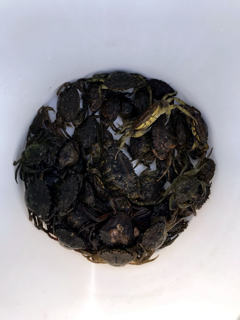 Crabs in a bucket on a pier at the northwest side of the Grevelingendam