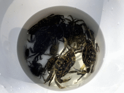 Bucket with crabs on a pier at the northwest side of the Grevelingendam