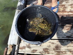 Bucket with crabs on a pier at the northwest side of the Grevelingendam