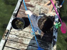 Max catching crabs on a pier at the northwest side of the Grevelingendam