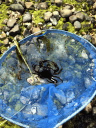 Net with crab and chicken leg at the northwest side of the Grevelingendam