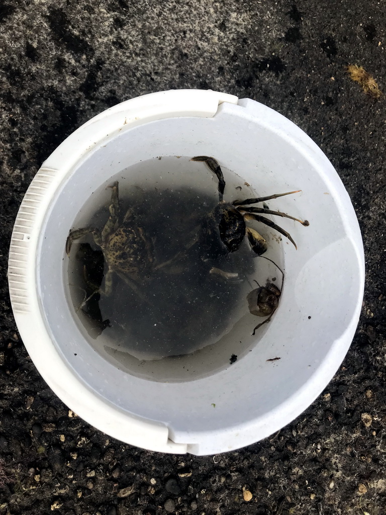 Bucket with crabs at the northwest side of the Grevelingendam