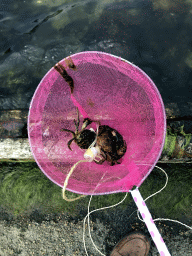 Net with crabs at the northwest side of the Grevelingendam