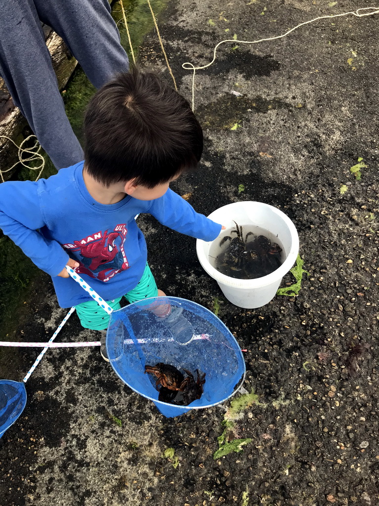 Max catching crabs at the northwest side of the Grevelingendam