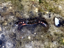 Crab at the northwest side of the Grevelingendam