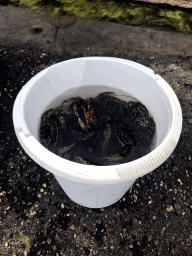 Bucket with crabs at the northwest side of the Grevelingendam