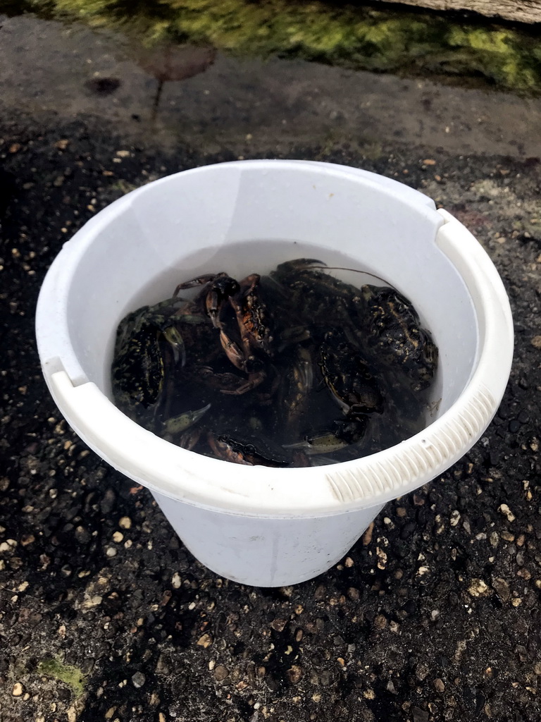 Bucket with crabs at the northwest side of the Grevelingendam