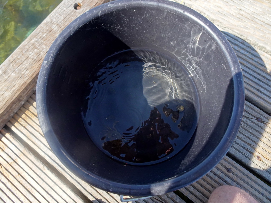 Bucket with crabs on a pier at the northwest side of the Grevelingendam