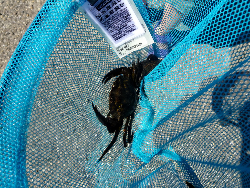 Fishing net with crabs at the northwest side of the Grevelingendam