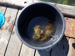 Bucket with crabs on a pier at the northwest side of the Grevelingendam