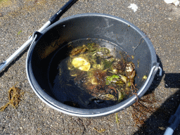 Bucket with crabs at the northwest side of the Grevelingendam