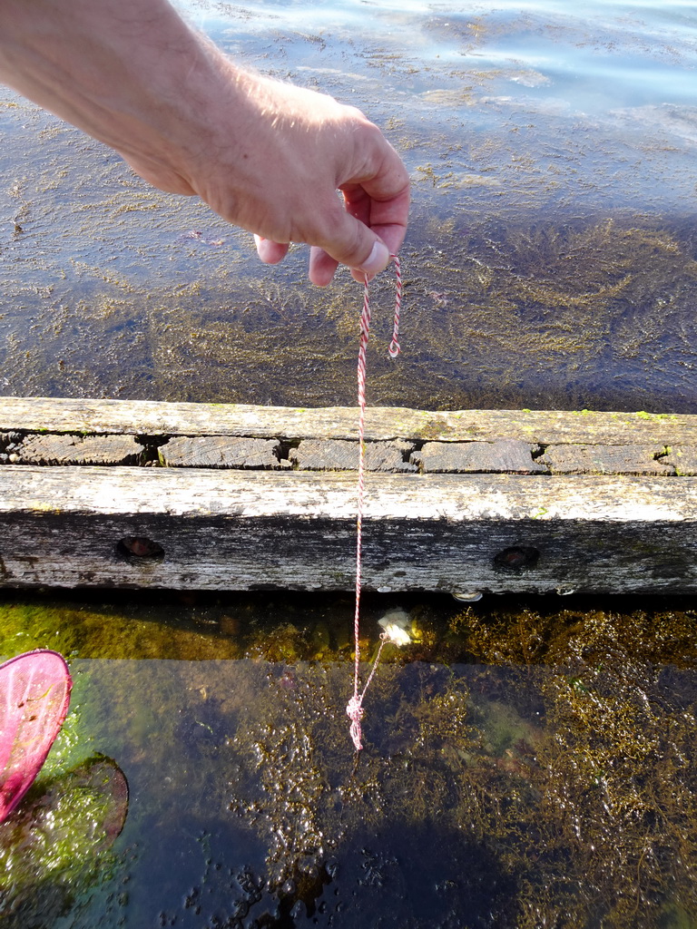 Tim catching crabs at the northwest side of the Grevelingendam