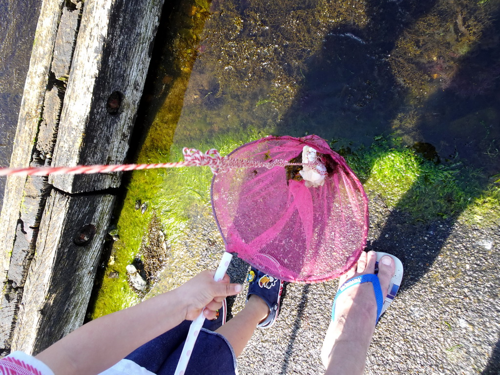 Max catching crabs at the northwest side of the Grevelingendam