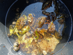 Bucket with crabs at the northwest side of the Grevelingendam