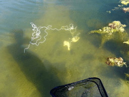 Chicken legs in the water at the north side of the Grevelingendam