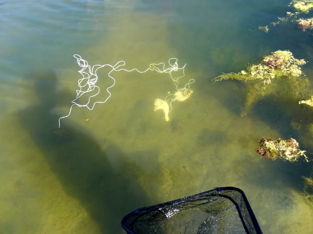 Chicken legs in the water at the north side of the Grevelingendam