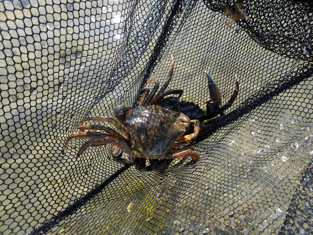 Crabs at the north side of the Grevelingendam