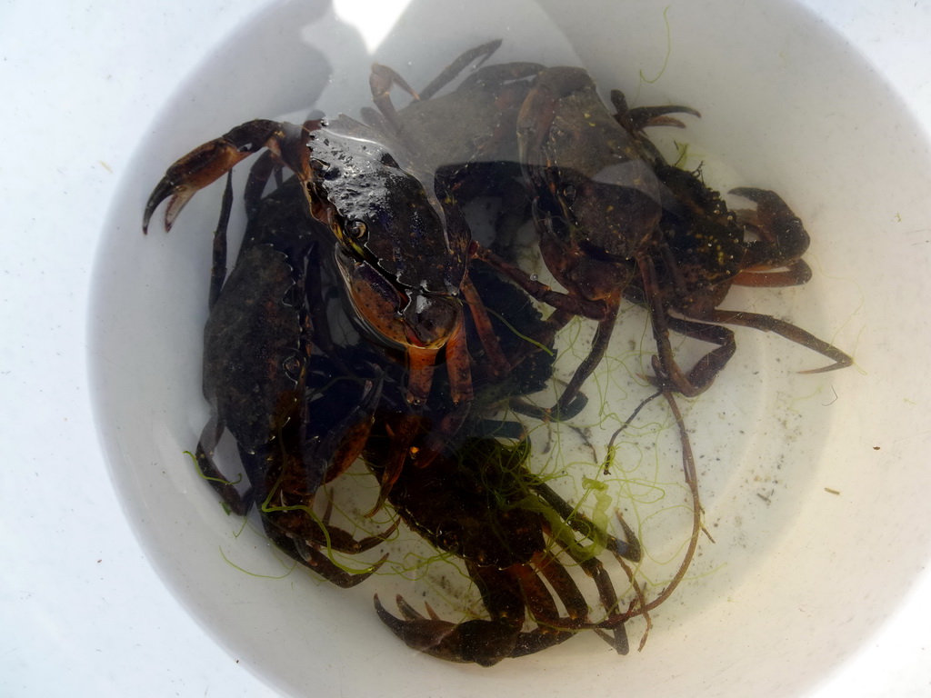 Bucket with crabs at the north side of the Grevelingendam