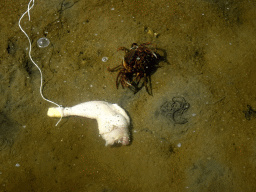 Chicken leg and crabs in the water at the north side of the Grevelingendam