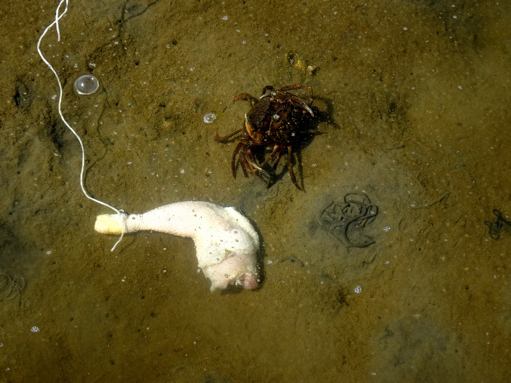 Chicken leg and crabs in the water at the north side of the Grevelingendam