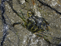 Crab at the north side of the Grevelingendam