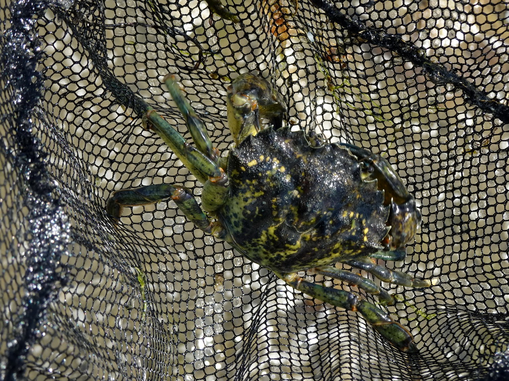 Crab at the north side of the Grevelingendam
