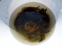 Bucket with crabs at the north side of the Grevelingendam