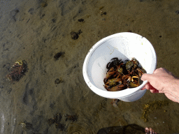 Crabs being returned to the the Grevelingenmeer lake, at the north side of the Grevelingendam