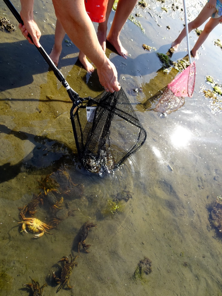 Crabs being returned to the the Grevelingenmeer lake, at the north side of the Grevelingendam