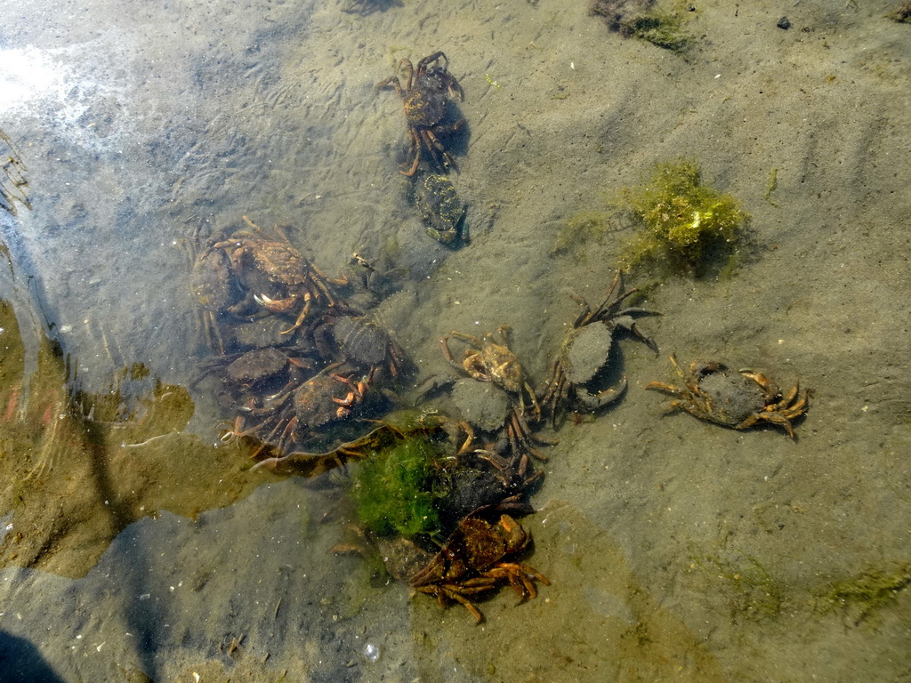 Crabs at the north side of the Grevelingendam