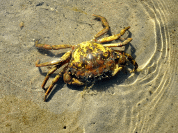 Crab at the north side of the Grevelingendam