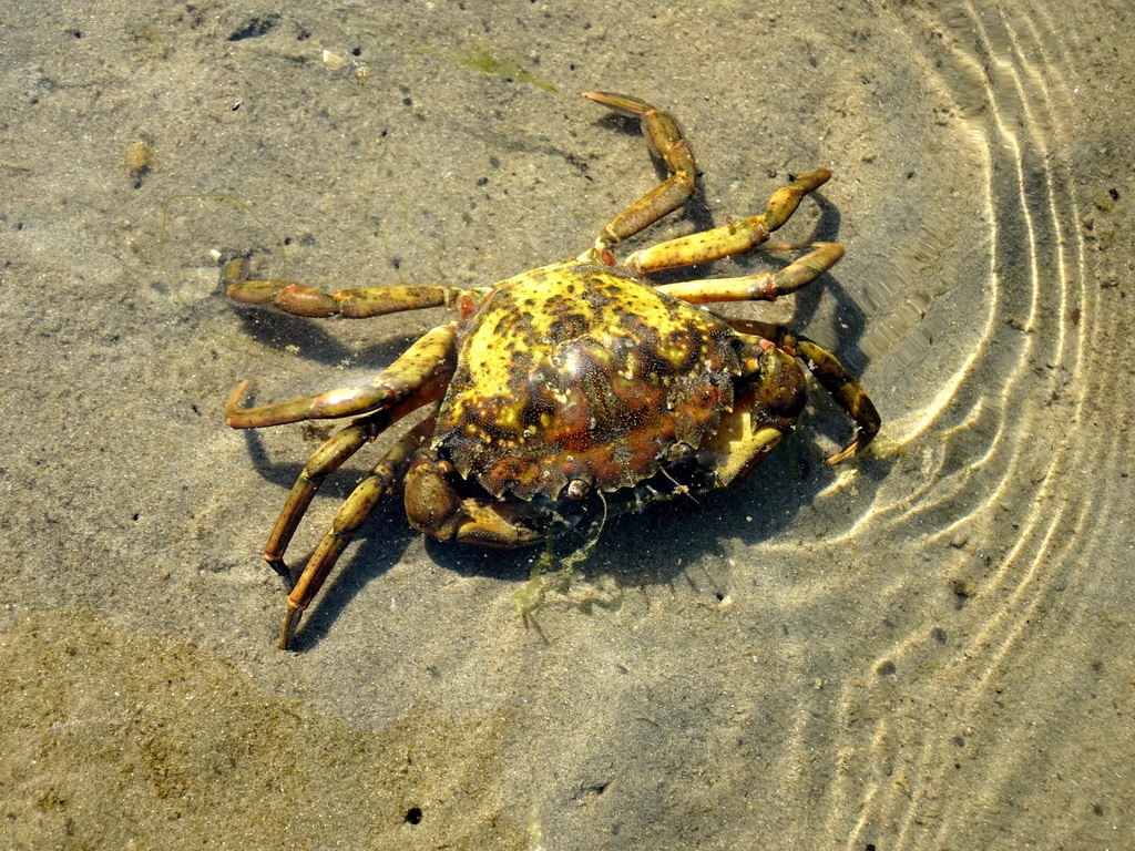 Crab at the north side of the Grevelingendam