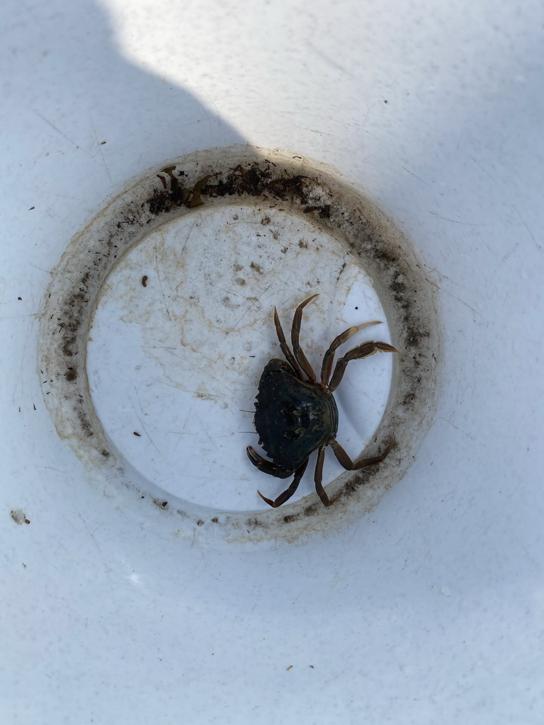 Bucket with crab at the northwest side of the Grevelingendam