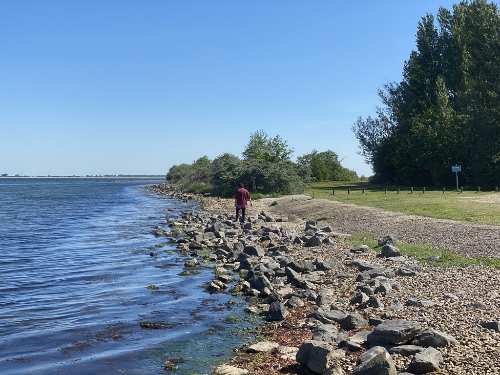 Miaomiao looking for snails at the northwest side of the Grevelingendam