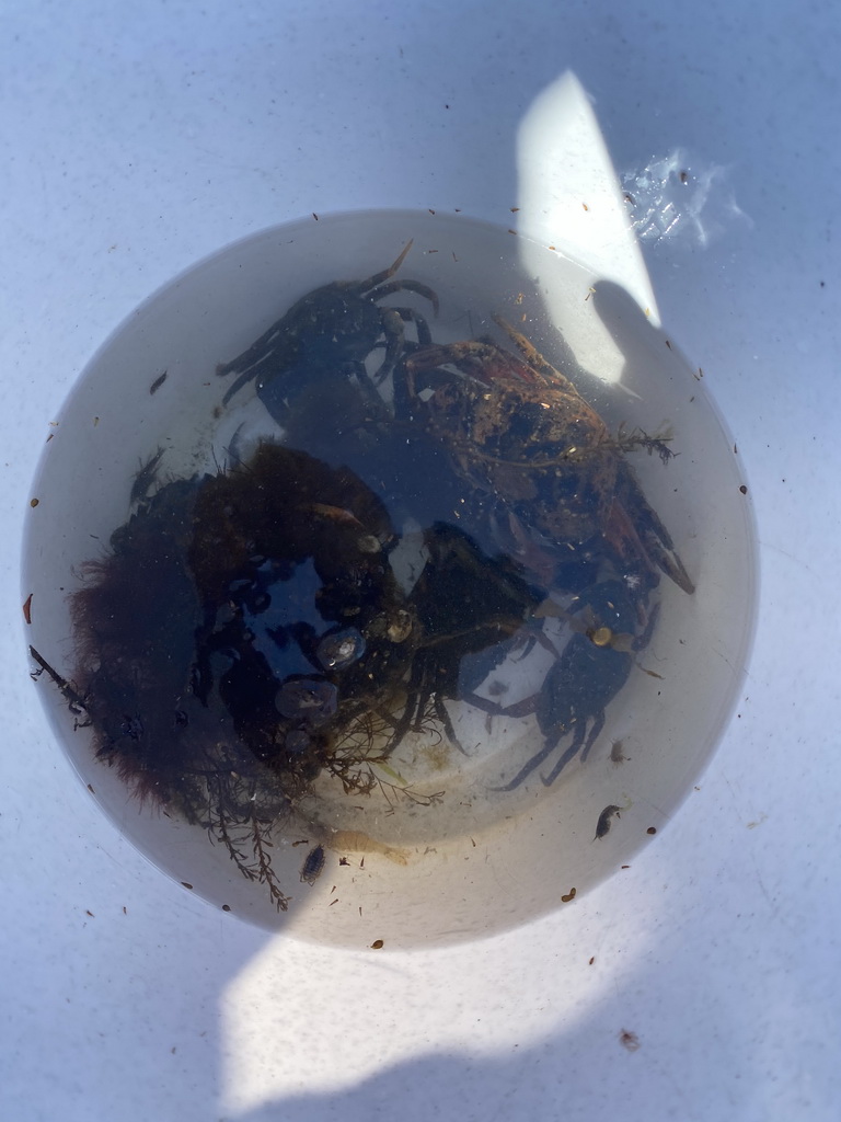 Bucket with crabs at the northwest side of the Grevelingendam