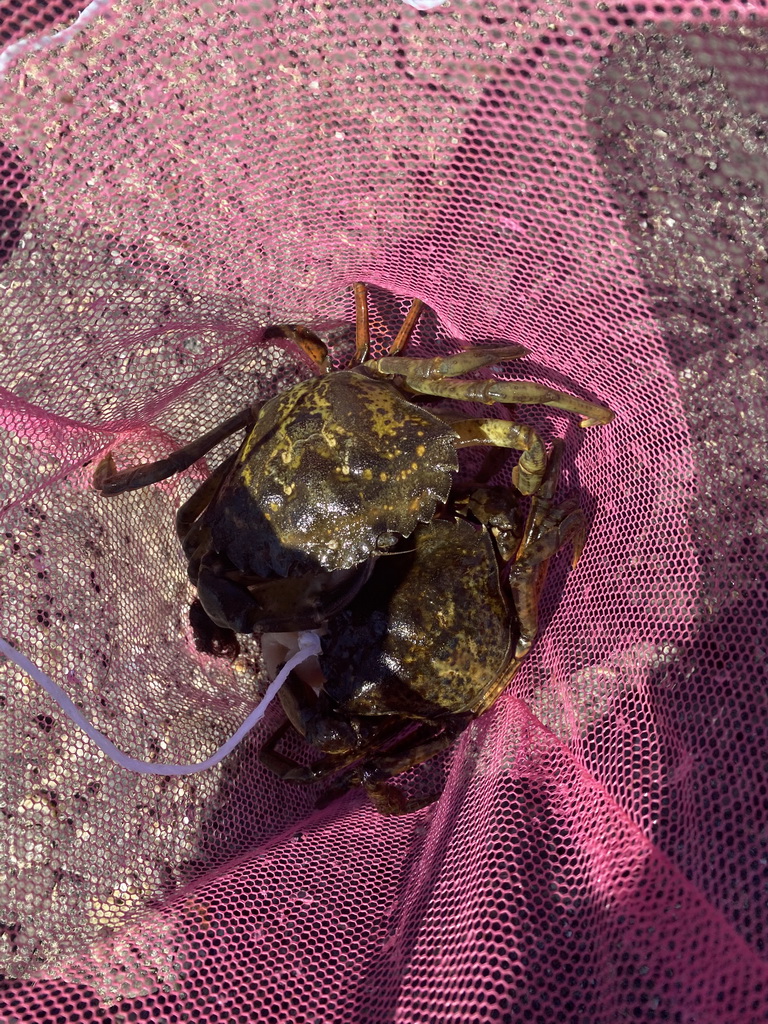 Net with crabs at the northwest side of the Grevelingendam