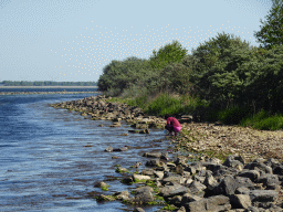 Miaomiao looking for snails at the northwest side of the Grevelingendam