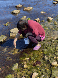 Miaomiao looking for snails at the northwest side of the Grevelingendam