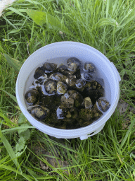 Bucket with snails at the northwest side of the Grevelingendam