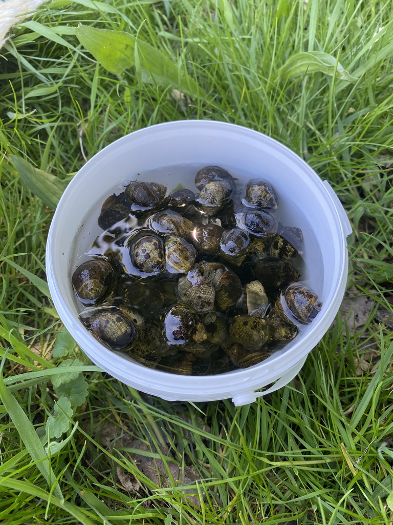 Bucket with snails at the northwest side of the Grevelingendam