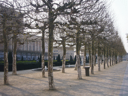 Trees at the Mont des Arts hill