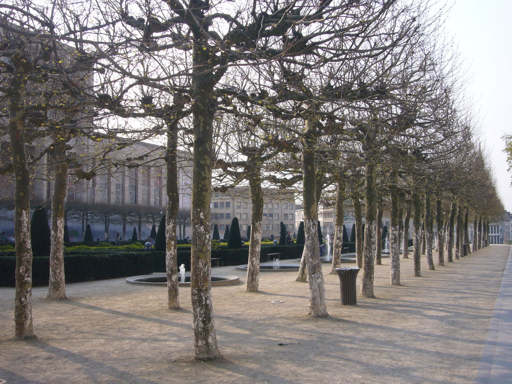 Trees at the Mont des Arts hill