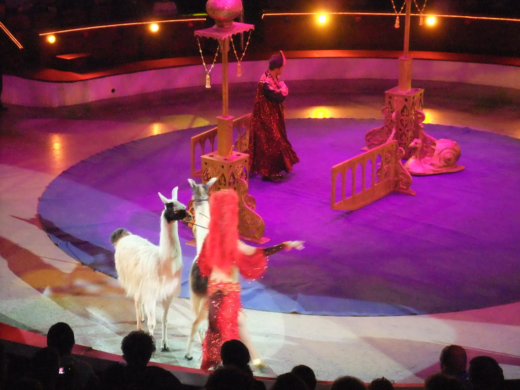 Llamas and circus artists in the Budapest Circus