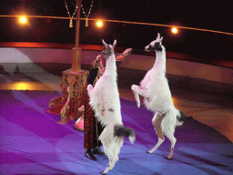 Llamas and circus artist in the Budapest Circus